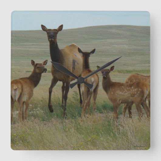 E44 Kow Elk en Calves Vierkante Klok (Voorkant)