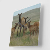 E44 Kow Elk en Calves Vierkante Klok (Hoek)