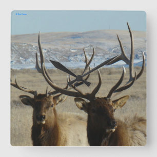 E45 Bull Elk Sluiten Vierkante Klok