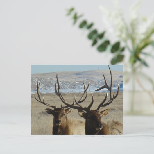 E45 elk Elk schotel Briefkaart (Staand voorkant)