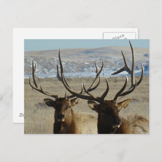 E45 elk Elk schotel Briefkaart (Voorkant / Achterkant)