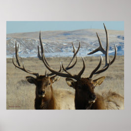 E45 elk Elk schotel Poster