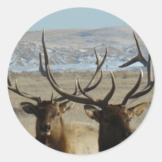 E45 Koppen van Bull Elk Ronde Sticker (Voorkant)