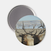 E45 Koppen van mannetjeseland Magneet (Voorkant / Achterkant)