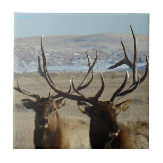 E45 Kopschot Bull Elk Tegeltje (Voorkant)
