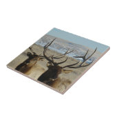 E45 Kopschot Bull Elk Tegeltje (Zijkant)