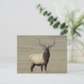 E46 Bull Elk Big Bull Briefkaart (Staand voorkant)