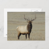 E46 Bull Elk Big Bull Briefkaart (Voorkant / Achterkant)