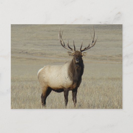 E46 Bull Elk Big Bull Briefkaart (Voorkant)