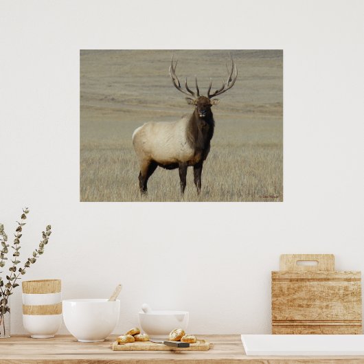 E46 Bull Elk Big Bull Poster (Keuken)