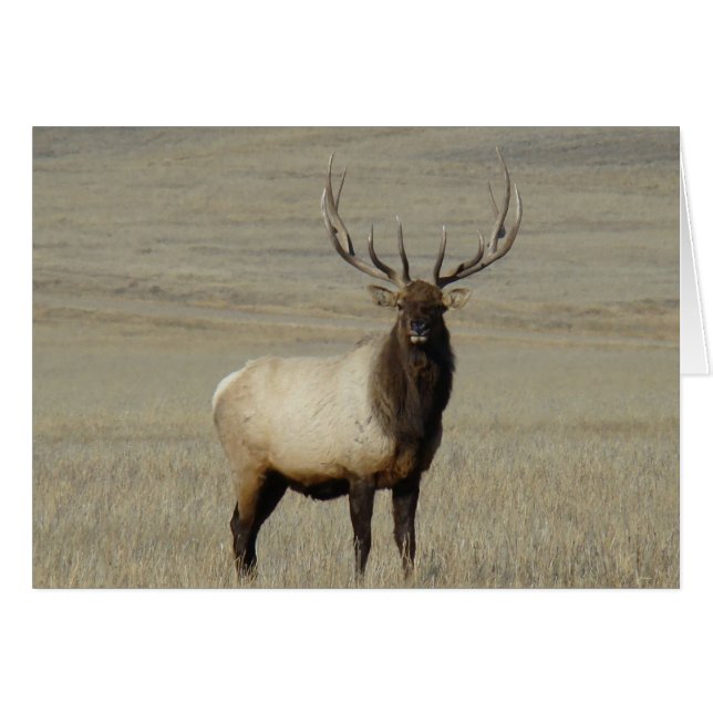 E46 Grote Bull Elk Stier (Voorkant Horizontaal)