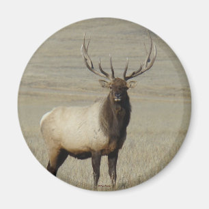 E46 Grote Bull Elk Stier Magneet