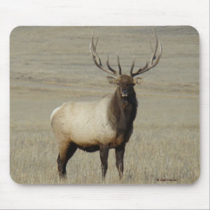 E46 Grote Bull Elk Stier Muismat