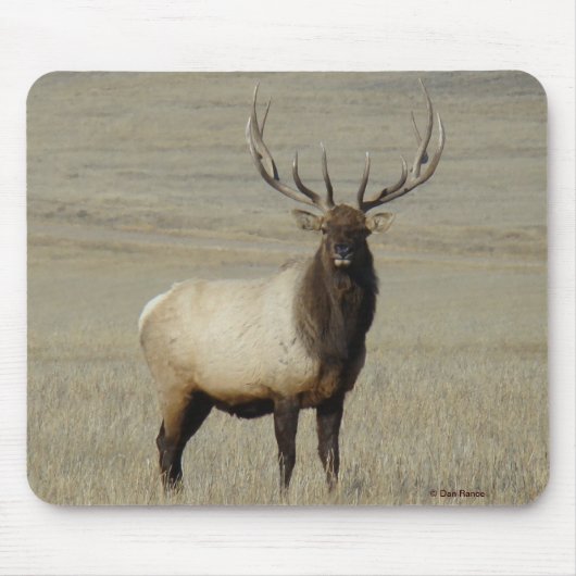 E46 Grote Bull Elk Stier Muismat (Voorkant)