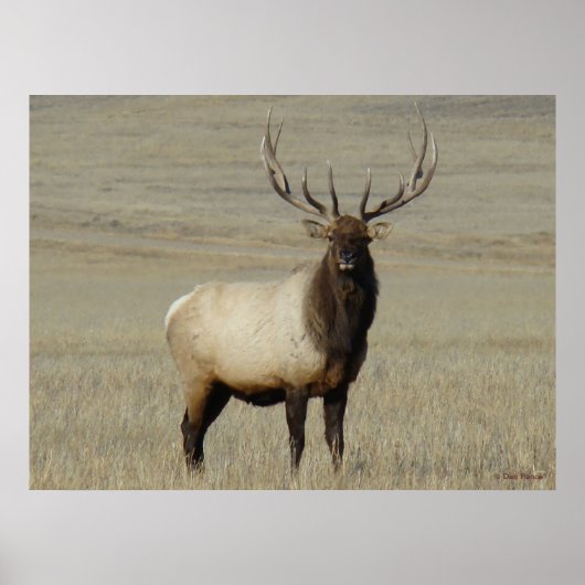 E46 Grote Bull Elk Stier Poster (Voorkant)