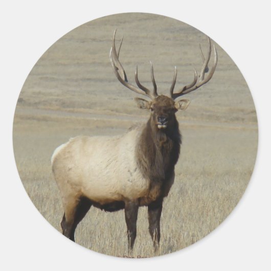 E46 Grote Bull Elk Stier Ronde Sticker (Voorkant)