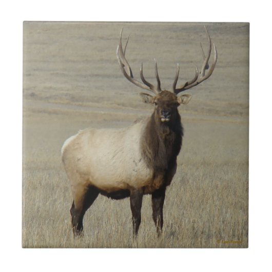 E46 Grote Bull Elk Stier Tegeltje (Voorkant)