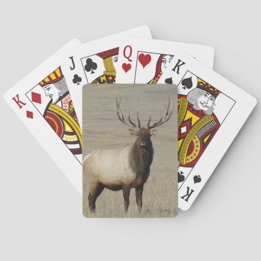 E46 Grote Wapitistier Grote Stier Pokerkaarten (Achterkant)