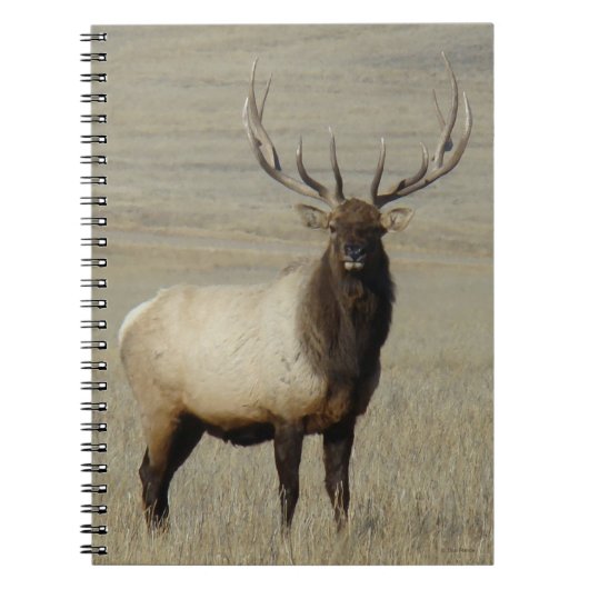 E46 Wapiti Stier Grote Stier Notitieboek (Voorkant)