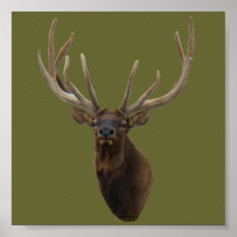 E48 Bull Elk hoofd in Velvet Poster