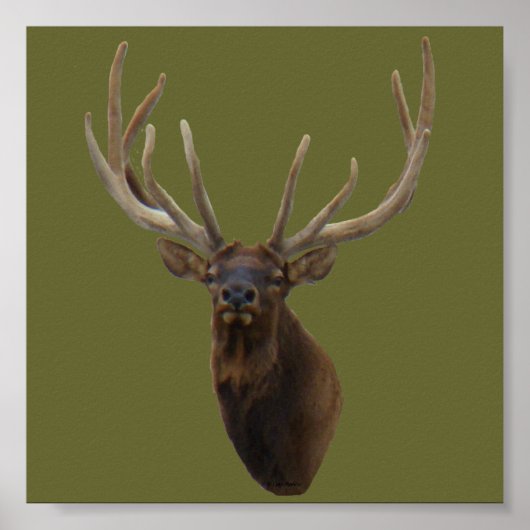 E48 Bull Elk hoofd in Velvet Poster (Voorkant)