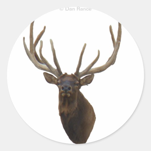 E48 Bull Elk hoofd in Velvet Ronde Sticker (Voorkant)