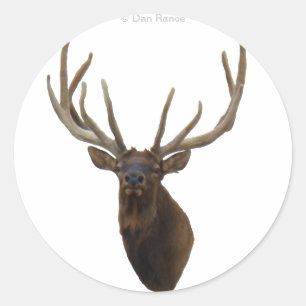 E48 Bull Elk Kop in Fluwelen Antlers Ronde Sticker