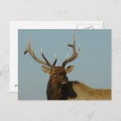 E49 Bull Elk hoofd en schouders Briefkaart (Voorkant / Achterkant)