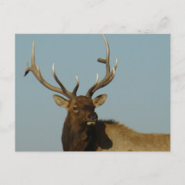 E49 Kop en schouders van een wapiti-stier Briefkaart