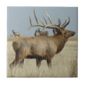 E4 Bull Elk Big Bull Tegeltje (Voorkant)