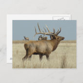 E4 Bull Elk Briefkaart (Voorkant / Achterkant)