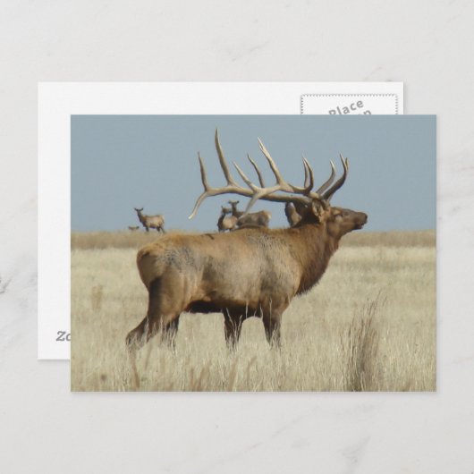 E4 Bull Elk Briefkaart (Voorkant / Achterkant)