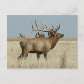 E4 Bull Elk Briefkaart (Voorkant)