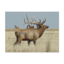 E4 Bull Elk