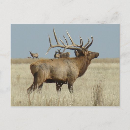 E4 Bull Elk Briefkaart (Voorkant)