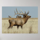 E4 Bull Elk Herd Boss Poster (Voorkant)