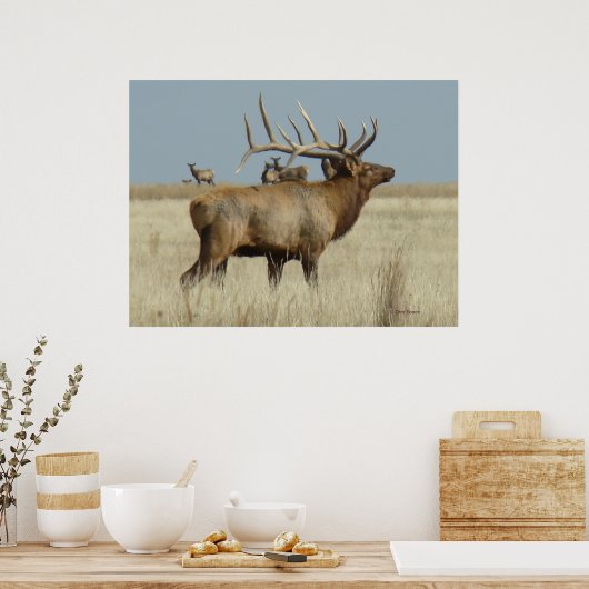 E4 Bull Elk Herd Boss Poster (Keuken)