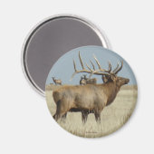 E4 Bull Elk Herd Master Magneet (Voorkant / Achterkant)
