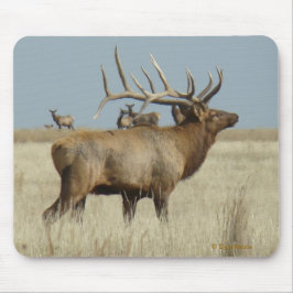 E4 Bull Elk Herd Master Muismat