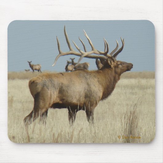 E4 Bull Elk Herd Master Muismat (Voorkant)