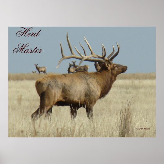 E4 Bull Elk Herd Master Poster (Voorkant)