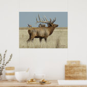 E4 Bull Elk Herd Master Poster (Keuken)
