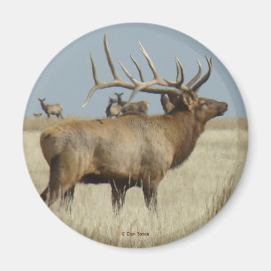 E4 Bull Elk Kudde Meester Magneet