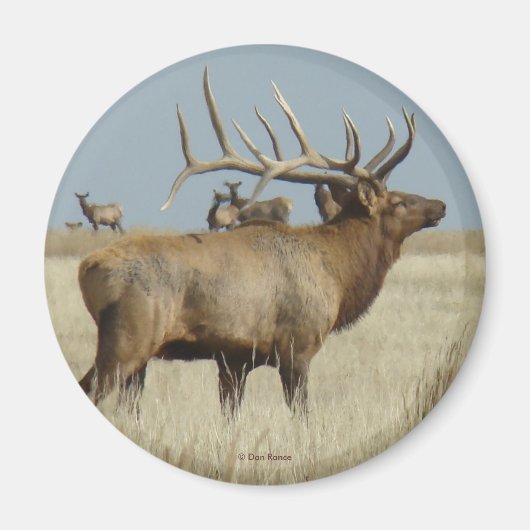 E4 Bull Elk Kudde Meester Magneet (Voorkant)