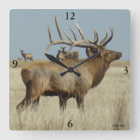 E4 Bull Elk kuddebaas