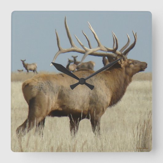 E4 Grote Stiereland Wapiti Vierkante Klok (Voorkant)