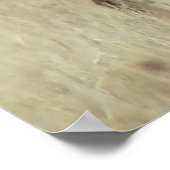 E4 Kudde Leider Mannetjeseland Poster (Hoek)