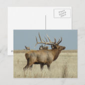 E4 Stiereland Briefkaart (Voorkant / Achterkant)