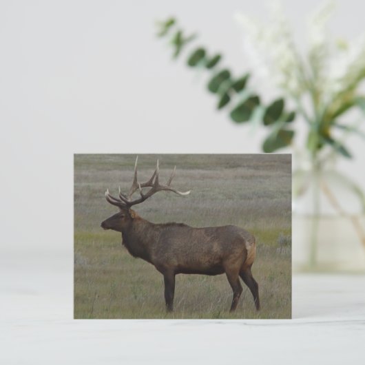E52 Bull Elk Big Bull Briefkaart (Staand voorkant)