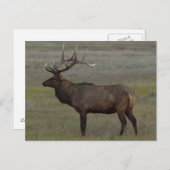 E52 Bull Elk Big Bull Briefkaart (Voorkant / Achterkant)